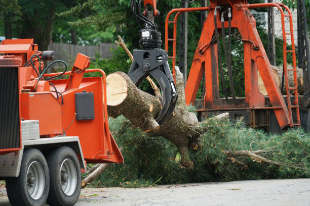 Best Affordable Tree Service  in Kilgore, TX